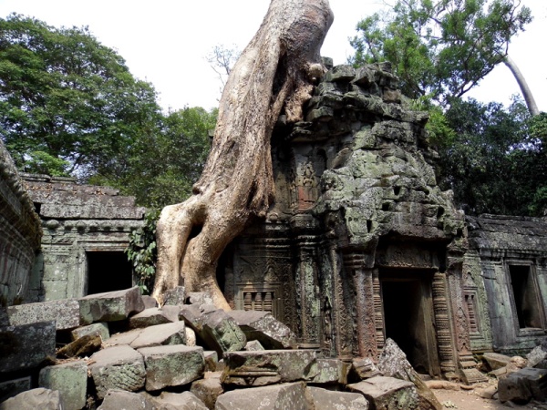 ta prohm, trees, angkor, siem reap, cambodia