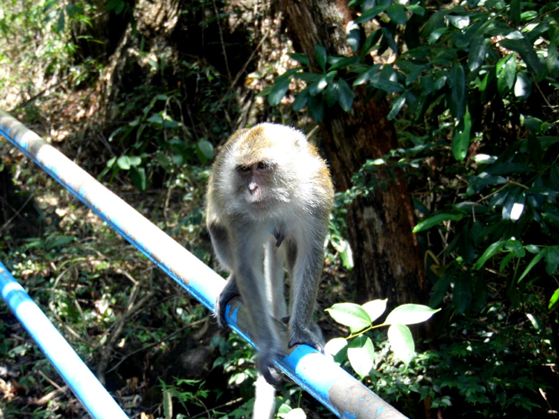 monkey, tiger cave temple, krabi, thailand
