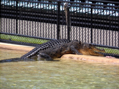 Australia Zoo crocodile show