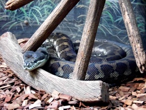 Australia Zoo snake