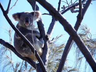 Koala, Noosa national park, Queensland, Australia