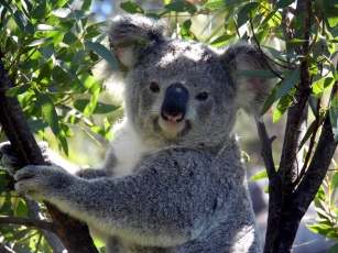 Wild koala, Magnetic Island, Australia
