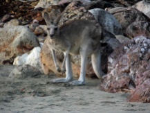 Kangaroo beach, Cape Hillsborough, Mackay, Australia