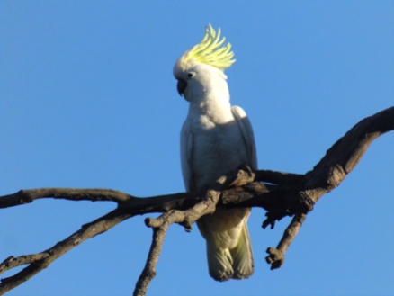 cockatoo australia tropical bird