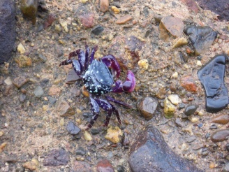 glittery crab, queensland, australia