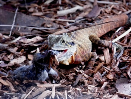 eastern water dragon lizard eating a mouse, brisbane, australia