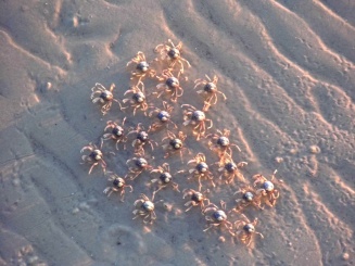soldier crabs, fraser island, australia