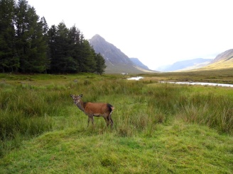 Deer at our campsite, Glencoe, Scotland