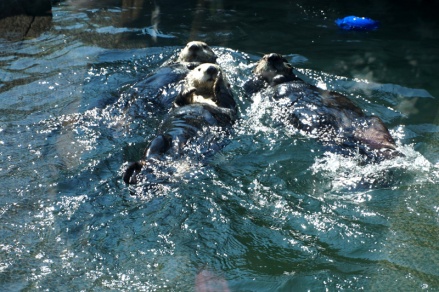 Sea otters, Vancouver Aquarium, Canada