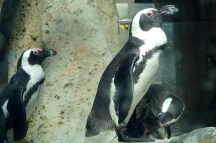 Penguins, Vancouver Aquarium, Vancouver, Canada