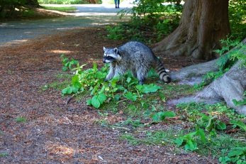 Raccoon, Stanley Park, Vancouver, Canada