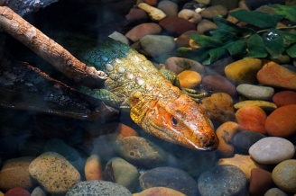 Lizard, San Diego Zoo, USA