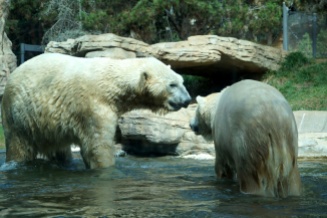Polar bears, San Diego Zoo, USA