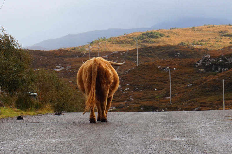 Highland cow between Applecross and Torridon, Scotland