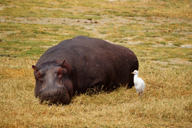 Hippo laying down with a white bird, Ngorongoro Crater, Tanzania