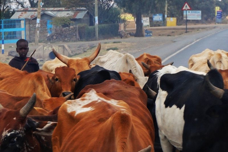 Child herding cattle in Kenya