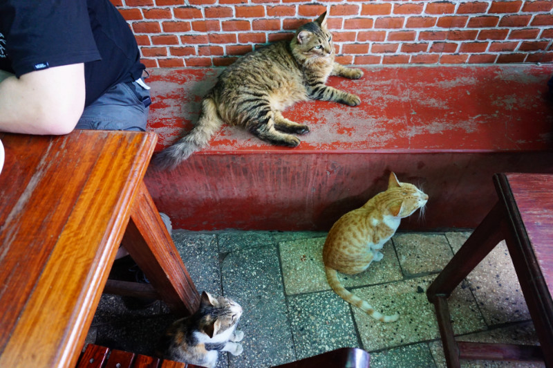 Cats at Luukman, Stone Town, Tanzania